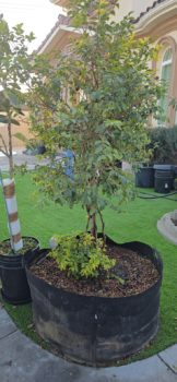 What Grows Best in an 80-Gallon Grow Bag?