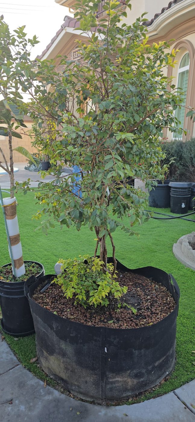 What Grows Best in an 80-Gallon Grow Bag?