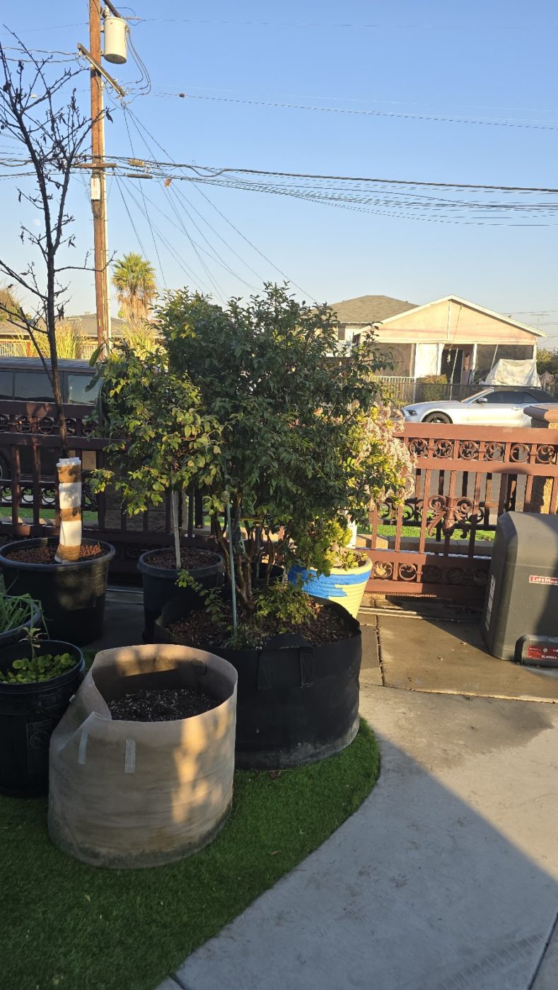 What Can You Grow in a 100-Gallon Grow Bags?