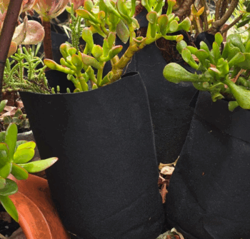 What Customers Are Saying About 247Garden in 2025?