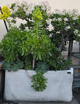 247Garden Customer Recap 2025 - What Customers Have Been Saying Over the Past Year