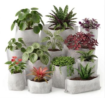 Reduce Transplant Shock Naturally With 247Garden Fabric Seedling Pots: The Best Way to Move Seedlings From Germination to Larger Pots