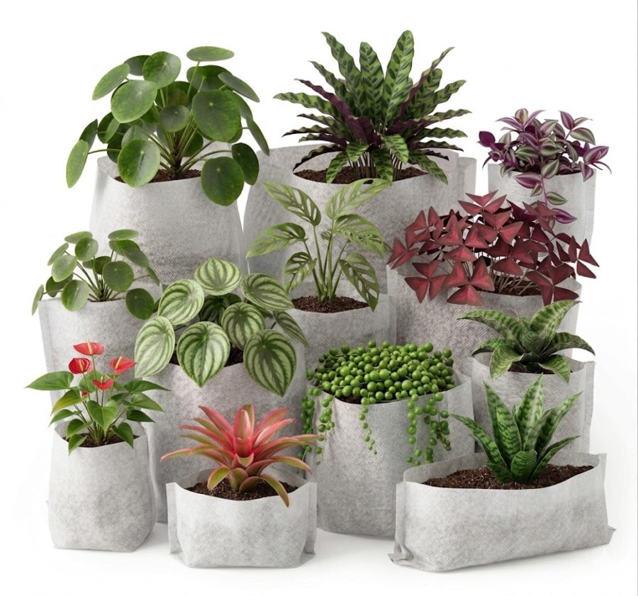 Reduce Transplant Shock Naturally With 247Garden Fabric Seedling Pots: The Best Way to Move Seedlings From Germination to Larger Pots