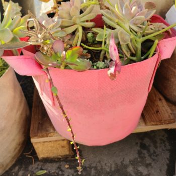 Understanding Masterbatch Dye in 247Garden Aeration Fabric Grow Bags
