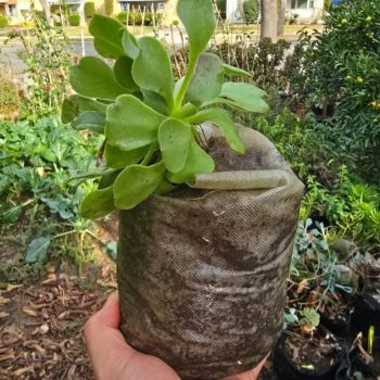 Are Fabric Seedling Pots Good for Transplanting? Why 247Garden Seedling Pots Make Transplanting Easier and Healthier