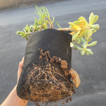 From Seed to Scale: How Commercial Nurseries and Farms Grow for Profit with 247Garden
