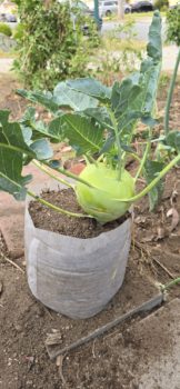 The Ultimate Guide to Growing the Sweetest Kohlrabi in 247Garden Aeration Fabric Grow Bags