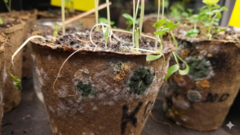 What Gardeners Think About Biodegradable Seedling Pots