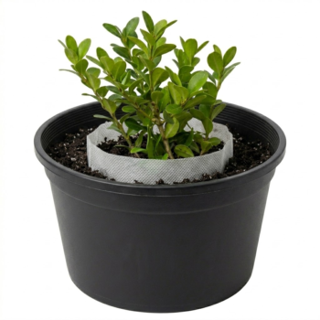 Are Fabric Seedling Pots Good for Transplanting? Why 247Garden Seedling Pots Make Transplanting Easier and Healthier