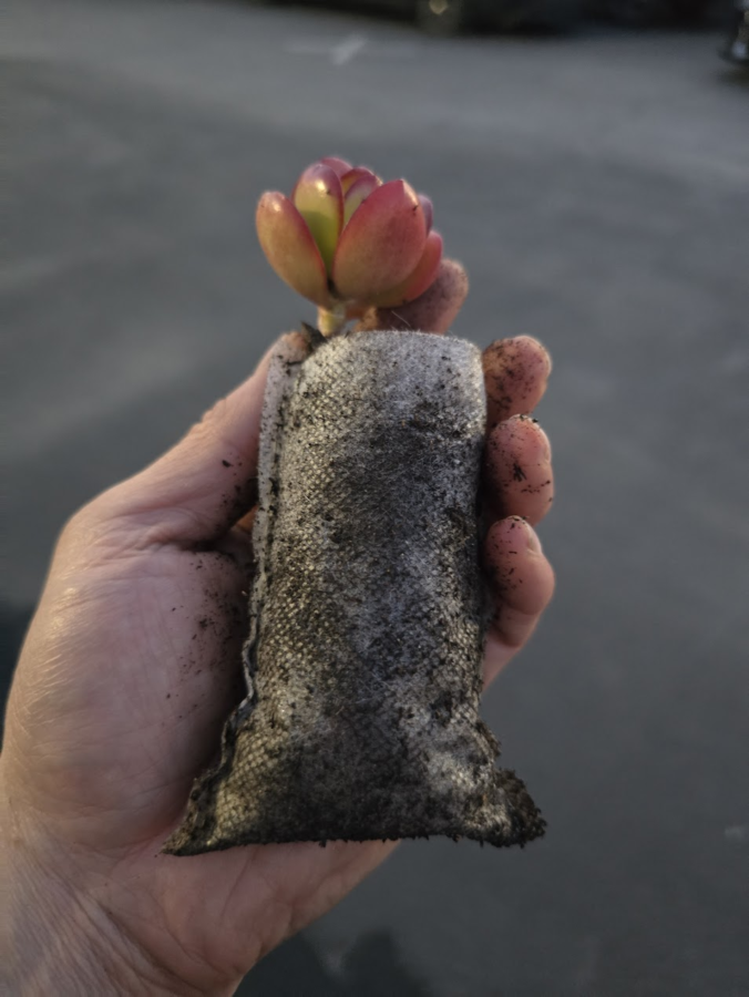 Do small fabric grow bags actually work for germination?