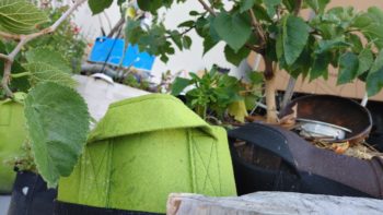 Are Fabric Grow Bags Good for Roses? How Long Do They Last?